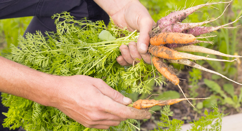 Mains cueillant des carottes en pleine terre