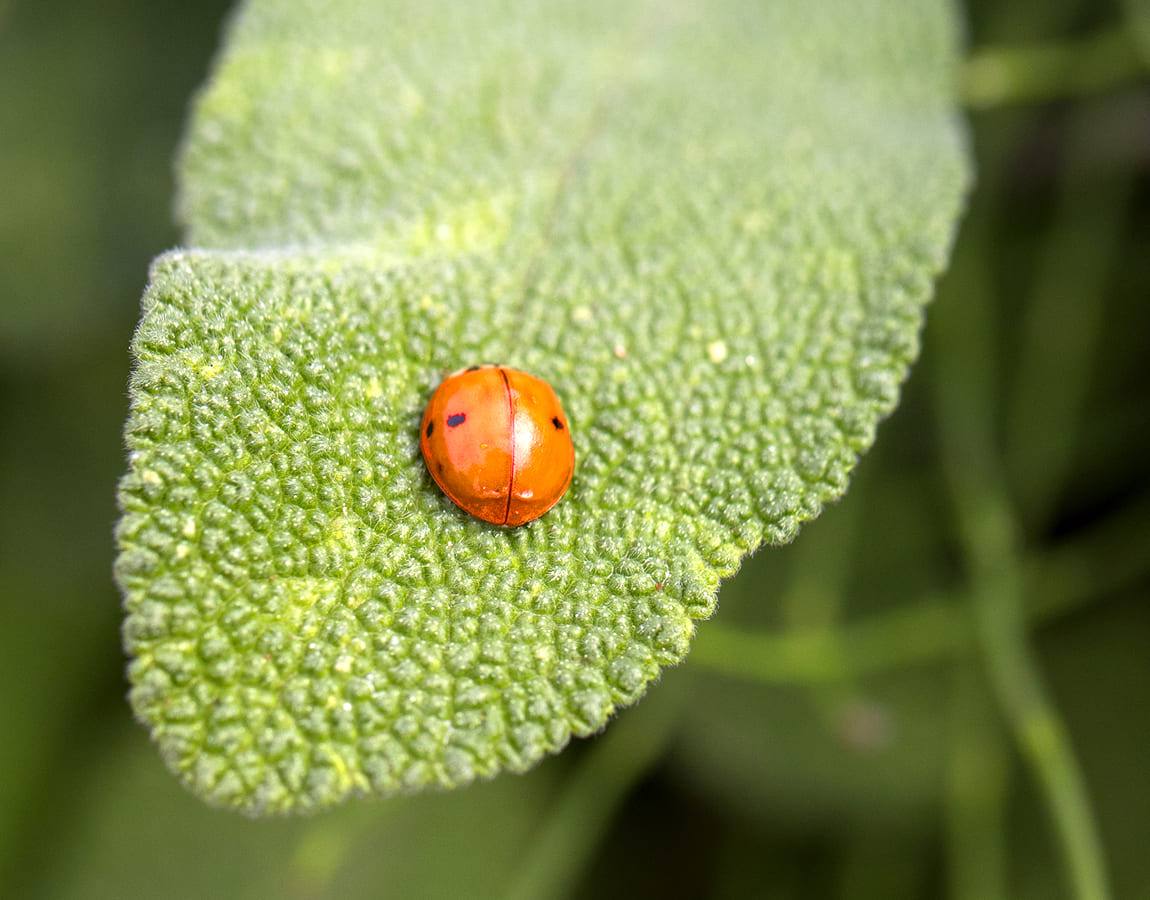 Coccinelle sur une feuille