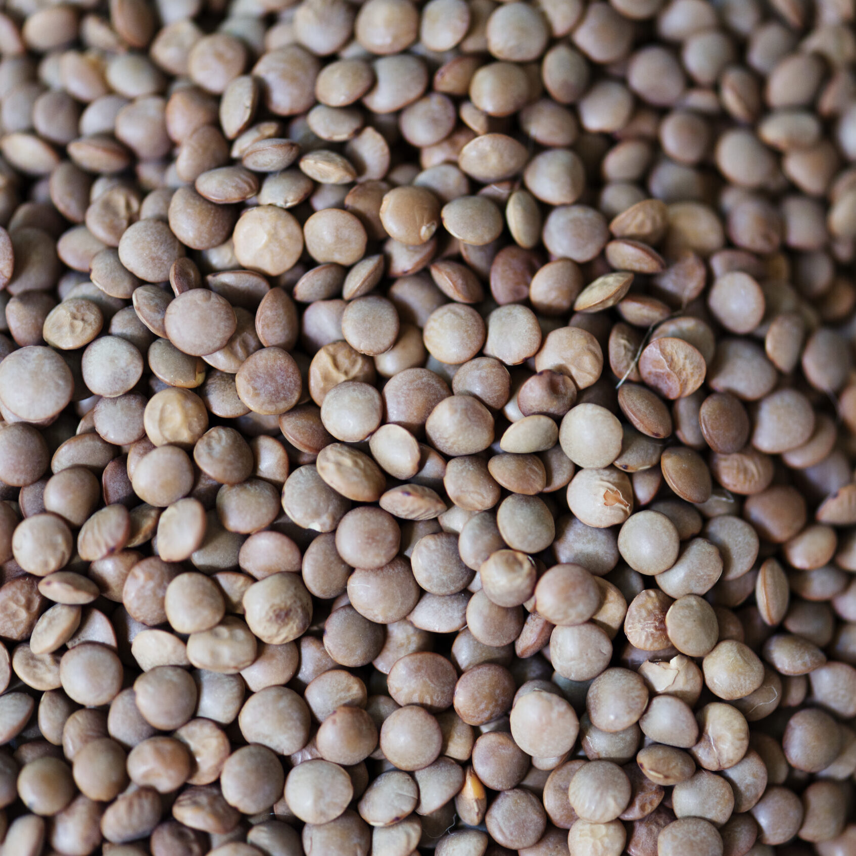 lentilles